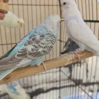 مرغ عشق|پرنده|شیراز, قصرالدشت|دیوار