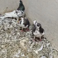 کبوتر|پرنده|شیراز, کفترک|دیوار