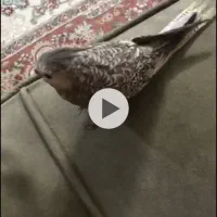 عروس هلندی گمشده