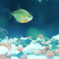 ماهی اسکار و دالر|ماهی|قزوین, |دیوار