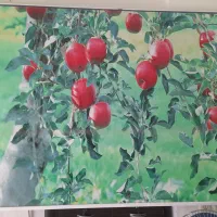 پرده تصویری