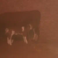 گاو سمینتال با گوساله نر|حیوانات مزرعه|چهاربرج, |دیوار