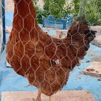مرغ محلی تخم گذار