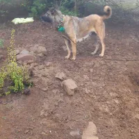 سلام . فروش یا معاوضه ماده مناسب گله|سگ|دیلمان, |دیوار