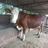 فروش گوساله