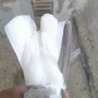 مایدوم|حراج|همدان, |دیوار