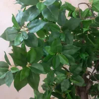 درختچه مصنوعی مینیاتوری با گلدان چوبی نو نو|گل مصنوعی|ری, علایین|دیوار