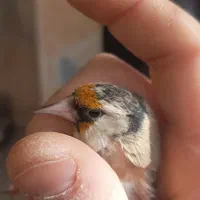 سهره ماده کاج