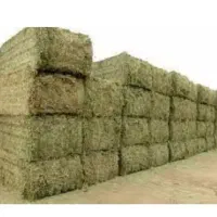 علف باغ حدود 500عدد