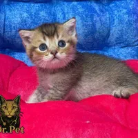 خوشگلای دست آموز|گربه|سمنان, |دیوار