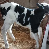 گوساله نر شیری