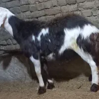 گوسفند میش بره قوچ