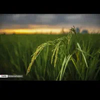 مشارکت در شالیکاری