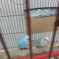 دوعدد مرغ عشق نروماده بفروش میرسد