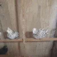 کبوترسورور|پرنده|ری, ظهیرآباد|دیوار