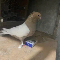 چندعددکبوترتکپر|پرنده|سرخنکلاته, |دیوار