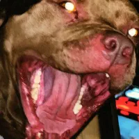 سگ پیت بول|سگ|نیشابور, شهرک رضوی|دیوار