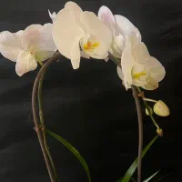 گل طبیعی ارکیده|گل و گیاه طبیعی|تهران, قلهک|دیوار