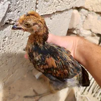 جوجه محلی اصل