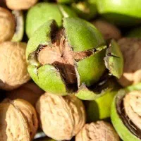 گردو مغز سفید پوست کاغذی و خوش طعم طالقان