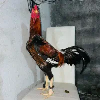 خ ر و س|حیوانات مزرعه|میناب, |دیوار