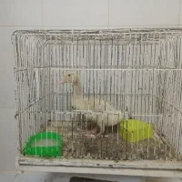 اردک، جوجه اردک ، جوجه ،