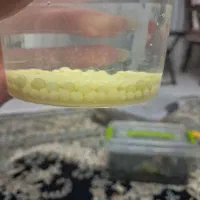 تخم ( خاویار ) حلزون