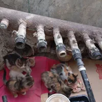 ۵ تا گربه ناز و ملوس بدون مادر|گربه|شیراز, شهرک جماران|دیوار