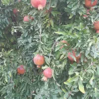 فروش باغ انار|خدمات باغبانی و درختکاری|کوهدشت, |دیوار