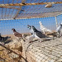 تعداد یازده عدد کبوتر