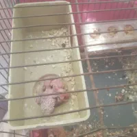 طوطی مرغ عشق باجوجه