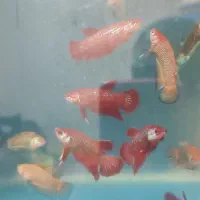 فایتر بتا|ماهی|تهران, الهیه|دیوار