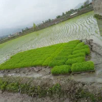 ۴۲ قالب تم علی کاظمی