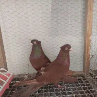 کبوتر سرخ و قیل زاغ صرب|پرنده|شهرضا, |دیوار