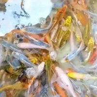 فروش ماهی کوی