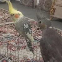 یک جفت عروس هلندی بالق|پرنده|قیدار, |دیوار