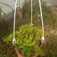 گل یخ.مرجان . انواع کاکتوس