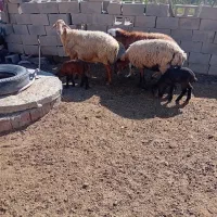 ۷ راس میش