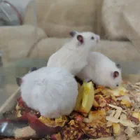 همستر اهلی و خونگی بازیگوش|موش و خرگوش|نیشابور, شهرک قدس|دیوار