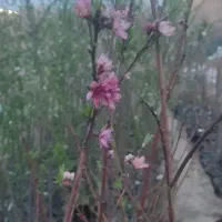 نهال مثمر و غیر مثمر، باغچه ای، آپارتمانی
