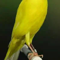 قناری ،چهار عدد سنگ شجر سوسنی