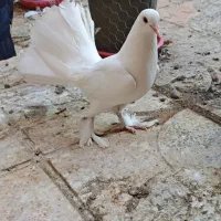 کبوتر دم چتری با جوجه|پرنده|اصفهان, باغ فردوس|دیوار