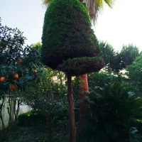 هرس پالم فنیکس قطع درخت سمپاشی