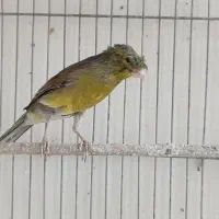 نر سبز کاکلی درشت کشیده و بلند