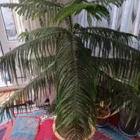 کاج مطبق