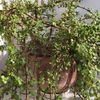 گل خرفه‌‌ای|گل و گیاه طبیعی|تربت جام, مطهری|دیوار