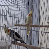 عروس هلندی مولد