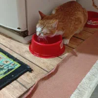 واگذاری رایگان