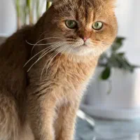 گربه نر اسکاتیش ny12