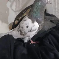 کفتر کله سیاه